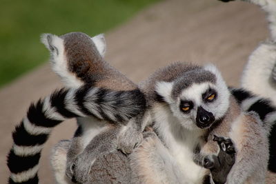 Close-up of lemurs on field