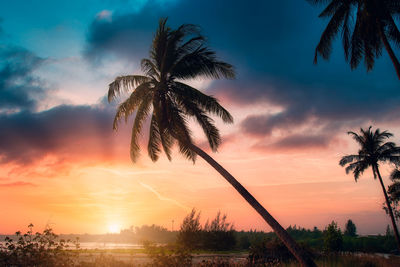 Low angle view of palm tree against sky during sunset