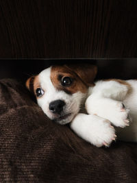 Portrait of puppy resting