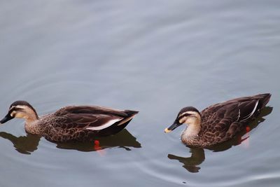 Birds swimming in lake