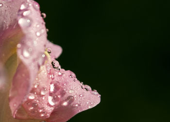 Close-up of water drops on pink flower