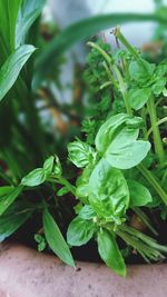 Close-up of leaves