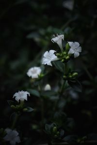 Close-up of white flowering plant