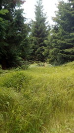 Scenic view of trees growing on field