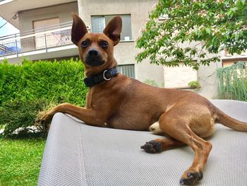 Portrait of dog sitting on grass