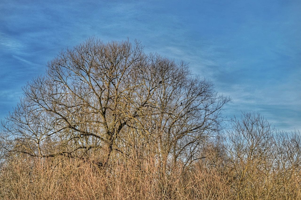 tree, sky, nature, growth, low angle view, bare tree, no people, day, tranquility, outdoors, beauty in nature, cloud - sky, branch