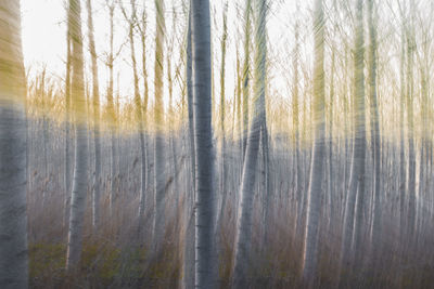 Pine trees in forest