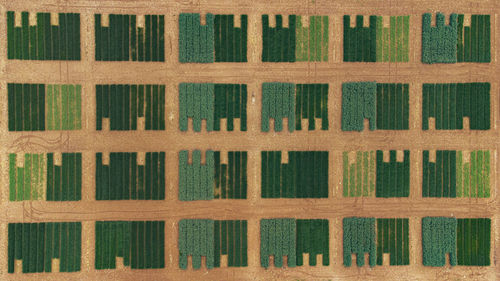 Green pattern on seed testing field