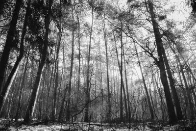 Trees in forest during winter