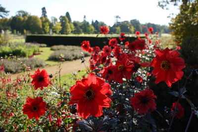 Close-up of red flowering plants on field
