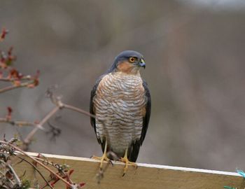 Close-up of bird perching on branch