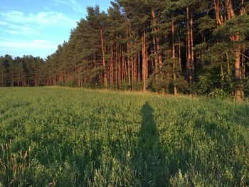 Trees on grassy field