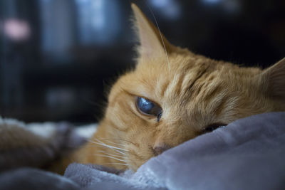 Close-up portrait of ginger cat