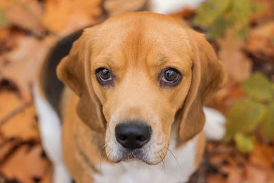 Close-up portrait of dog