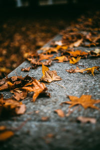 Autumn leaves on footpath