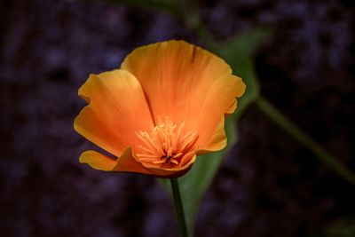 Close-up of orange flower