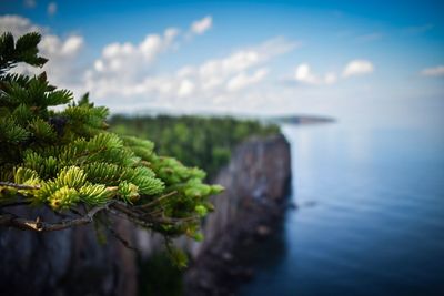 Close-up of plant against sea
