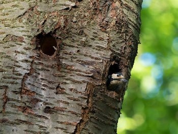 Close-up of a bird on tree trunk