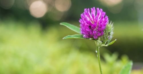 Close-up of purple flowering plant