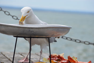 Close-up of seagull perching on a sea