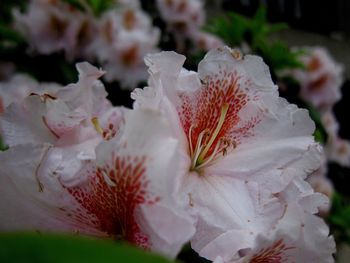 Close-up of flower blooming outdoors