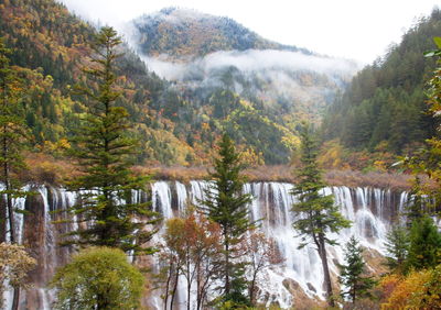 Scenic view of waterfall in forest