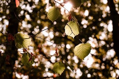 Low angle view of sun lit leaves on tree