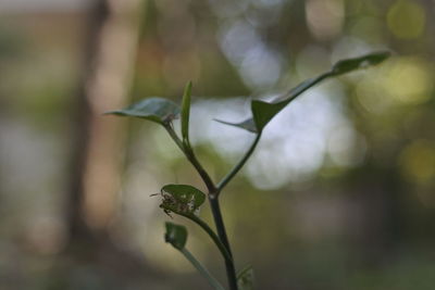 Close-up of plant