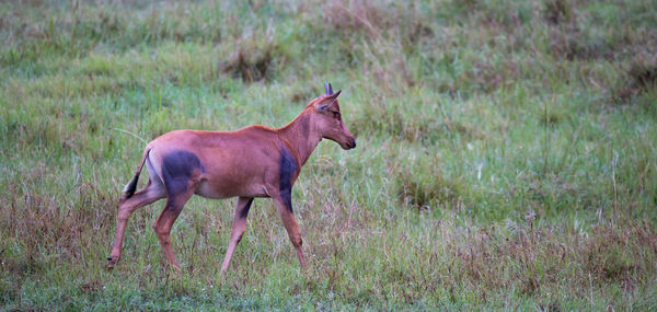 Side view of horse standing on field