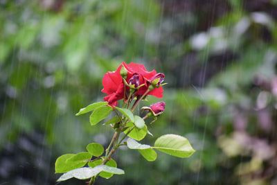 Close-up of red flowers blooming outdoors