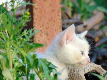 Close-up of a cat