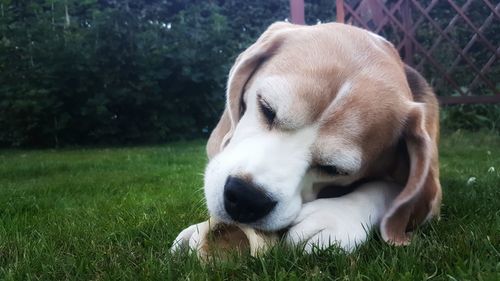 Close-up of a dog on field