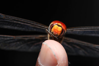 Close-up of hand holding dragonfly 