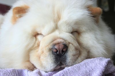 Close-up of dog sleeping