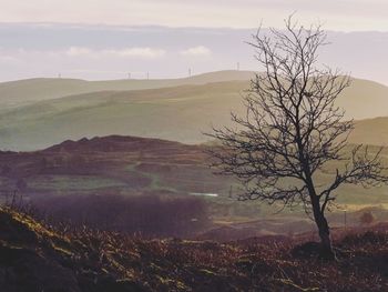 Bare tree against mountains in foggy weather