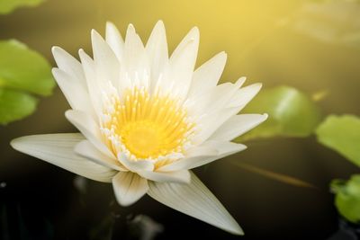 Close-up of white water lily