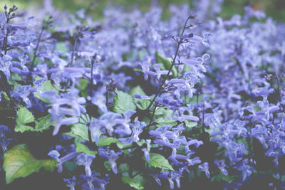 Close-up of purple flowers growing in field