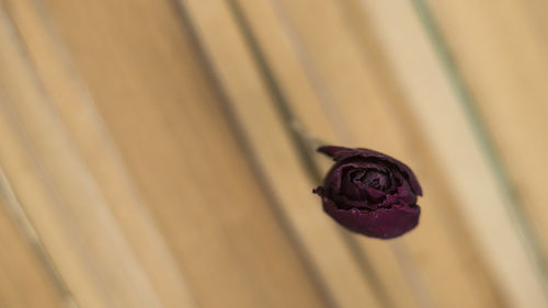 Close-up of purple flowering plant