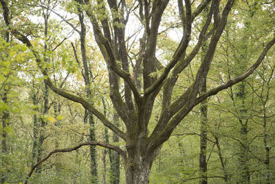 Trees in forest