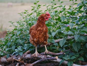 Close-up of a bird on land