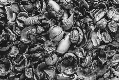 Full frame shot of shells