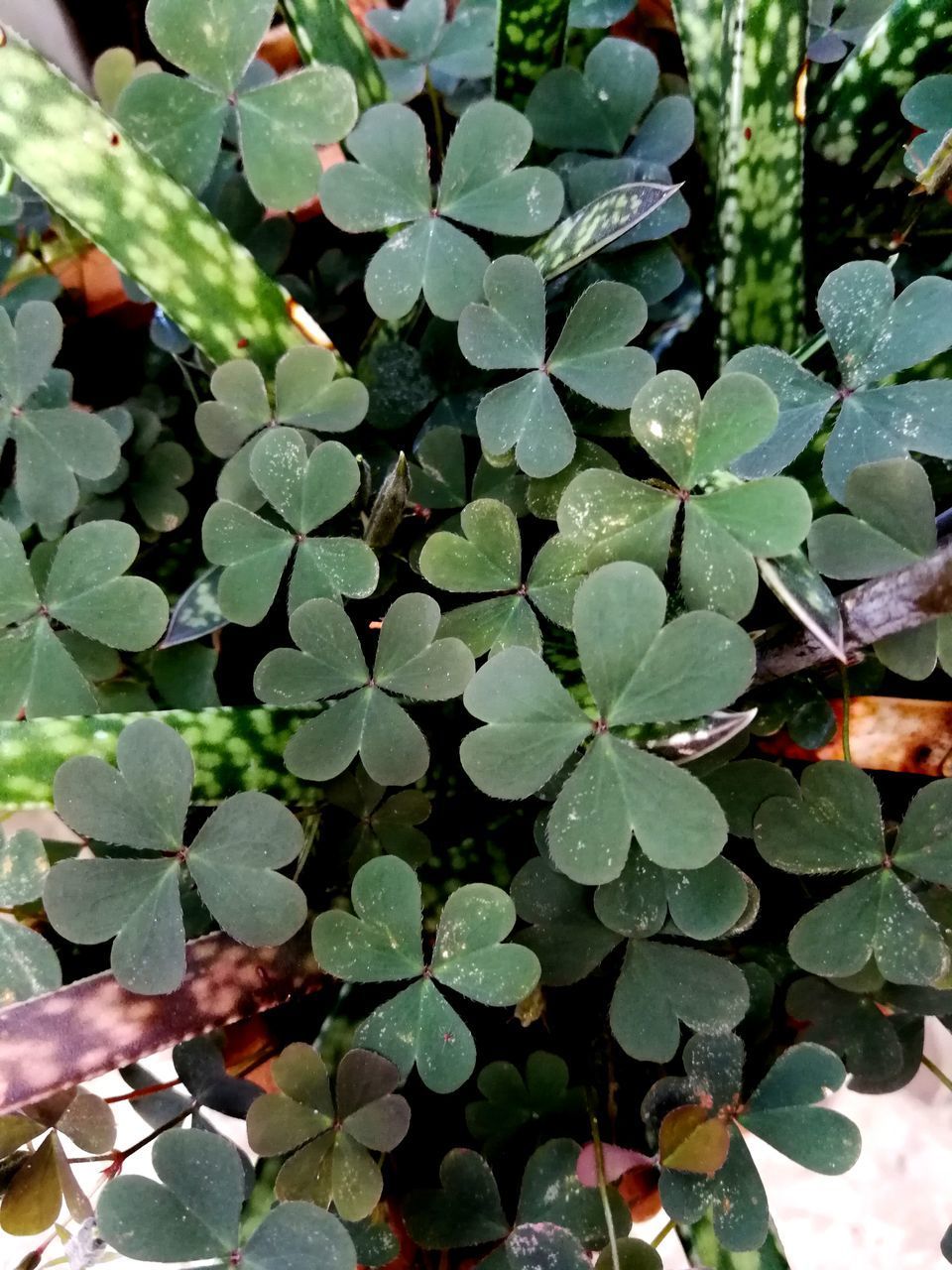 CLOSE-UP OF RAINDROPS ON PLANT LEAVES