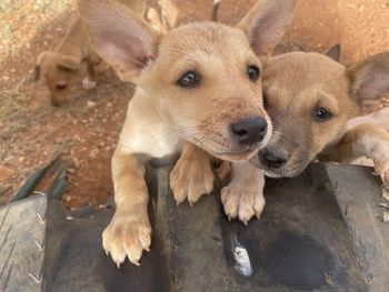 Close-up of dog