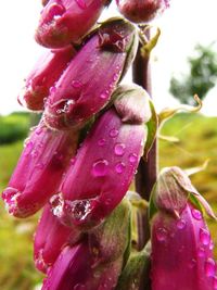 Close-up of pink flower