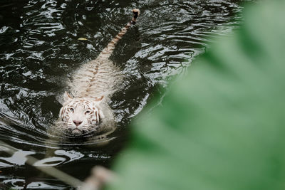 Close-up of cat swimming in lake
