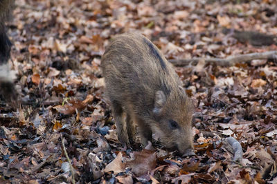 High angle view of an animal on field