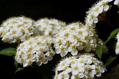 Close-up of white flowering plants