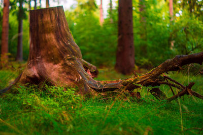 View of a tree trunk in the forest