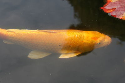 Fish swimming in lake