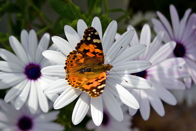 High angle view of butterfly pollinating on white daisies